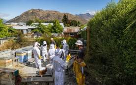 Group of people on a honey tour dressed up in bee suits looking at the hives