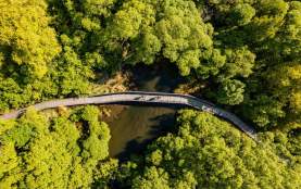 Overhead view of bikers riding along boardwalk through green trees