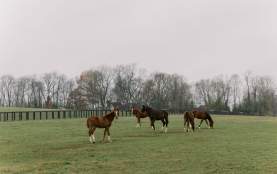 Horses grazing in a green field