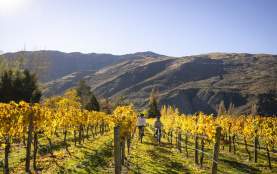 A couple bike through the vines in Gibbston on an autumn day