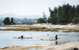 Two people returning to shore with their kayaks