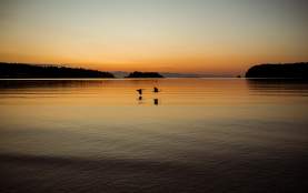 Two birds flying over the water at sunset.
