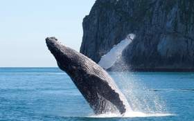 A humpback whale breaches
