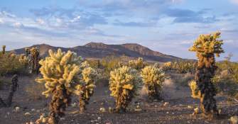 Bigelow Cholla Garden Wildnerness Area - Mojave Trails National Monument
