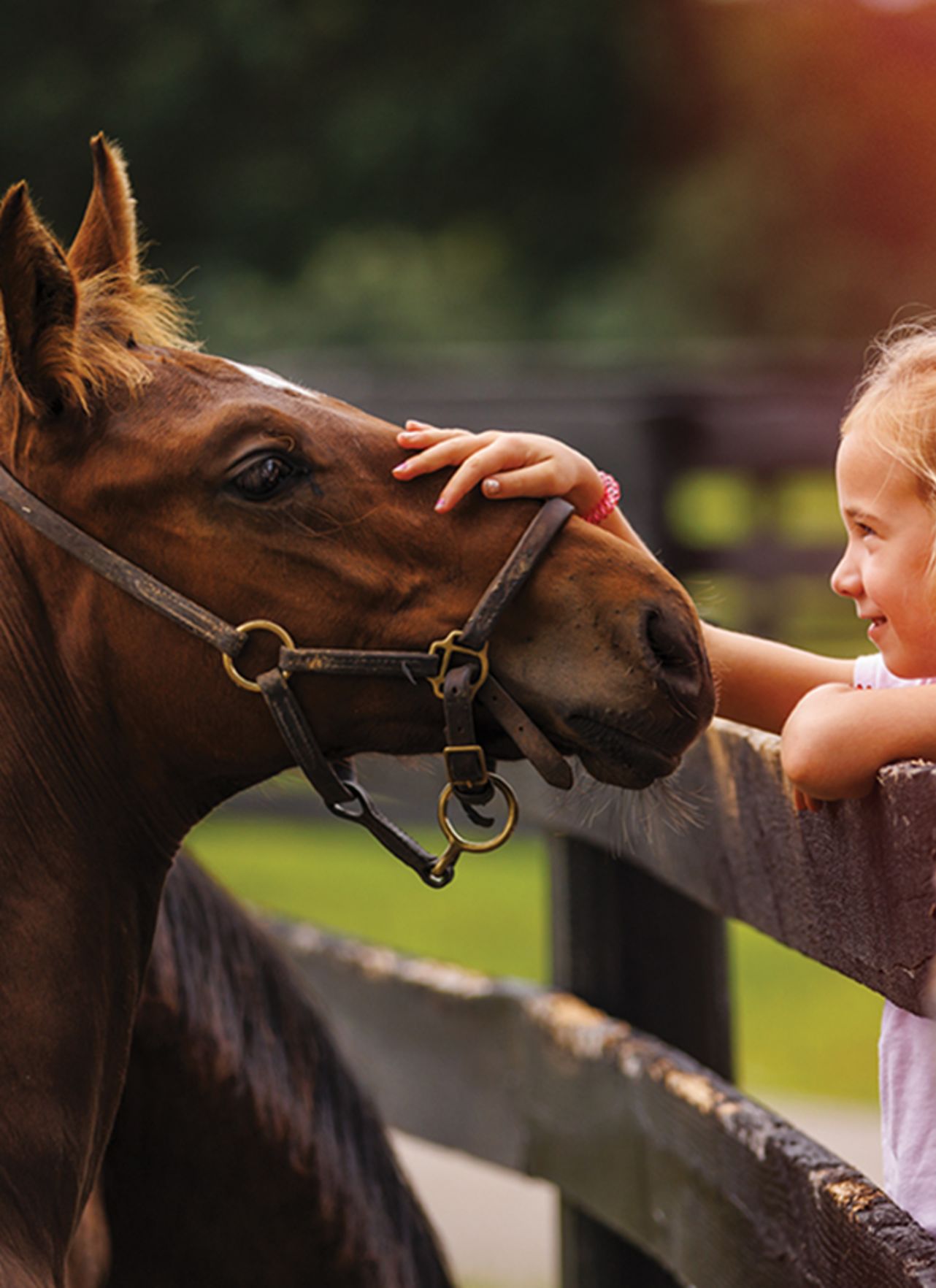 Kid touching a horse.