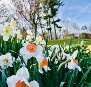 Untermyer Spring Flowers