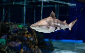Shark at the Electric City Aquarium & Reptile Den