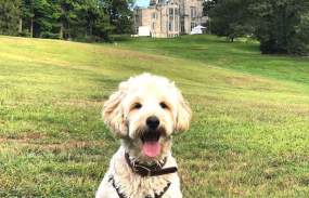 A dog is pictured with Lyndhurst Mansion in the background.