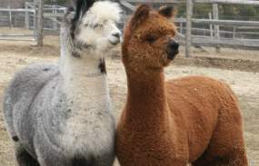 Alpaca Brothers