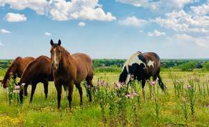 Horses at cowgirls and cowboys in the west in palo duro canyon