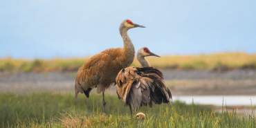 Sandhill%20Cranes%20by%20Sergius%20Hannan%20Photography