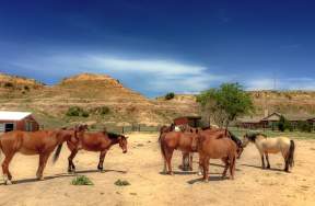 horses wondering around at dove creek equine rescue