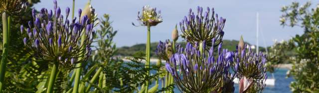 Agapanthus on the islands