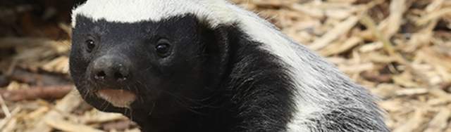 Meet Exmoor Zoo's honey badgers