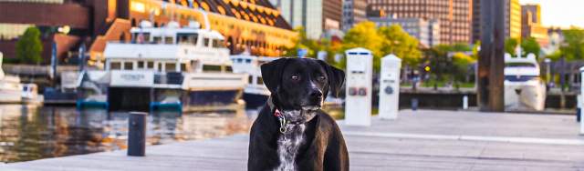 Pet-Friendly Features - MarketStreet