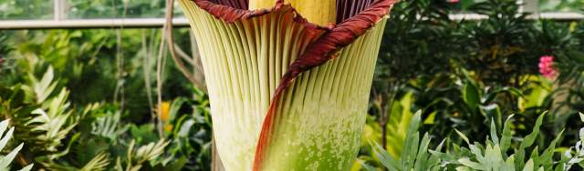 Corpse Flower Set To Bloom at Frederik Meijer Gardens & Sculpture Park