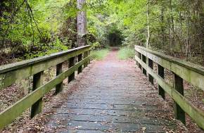 Trees surrounding a wooden bridge at Big Thicket