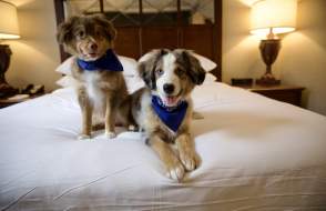 Two Australian Sheppard puppies wearing blue bandanas pose on a hotel bed