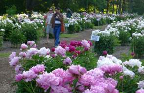 Nichols Arboretum Peony Garden