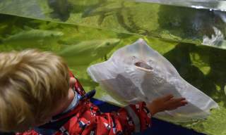 Ilfracombe Aquarium