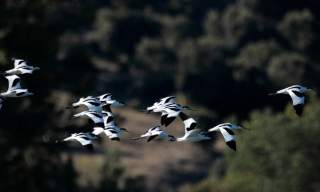 A photograph showing a flock of avocets mid-flight.