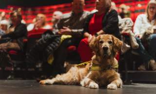 A guide dog sits on the floor of Hull Truck Theatre auditorium, whilst several people are sat in the red seating bank behind.