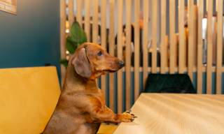 Dog in a cafe