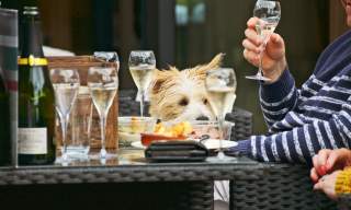 Table of wine and food with Dog in the background at Tinwood, Sussex