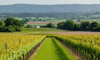 Two rows of vines looking down to rolling hills and countryside at Roebuck Estate, Sussex