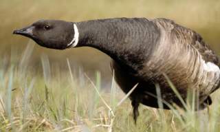 Photograph of a Brent Goose stood among grass