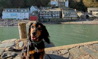 Dog Friendly