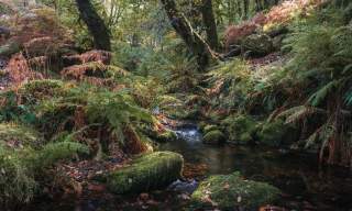 Fern covered banks in the softly lit wooded valley at Venford Reservoir