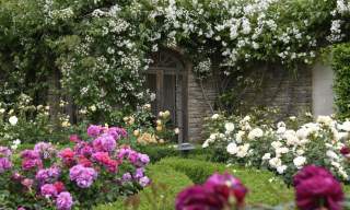 Stunning pink and white roses bloom in a courtyard garden, whilst climbing plants drenched in white flowers grow over the Cotswold stone building at Whatley Manor in the Cotswolds