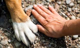 Guía Pet Friendly - Fuengirola