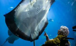 Image of lady in wheelchair looking at a ray in an aquarium