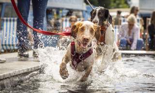 Dogs running through water at Goodwoof