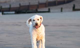 Dog on Beach