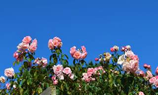 Pink flowers in bloom against a bright blue sky at Southsea Rose Gardens