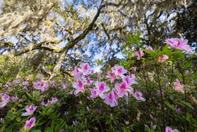 Spring flowers on St. Simons Island
