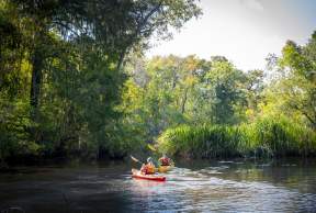 Kayaking through the Altamaha River