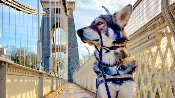A dog on the Clifton Suspension Bridge in West Bristol