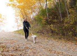Dog Walking in Park