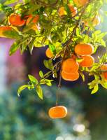 Close up of tangerines on the vine in a citrus grove inRiverside, CA