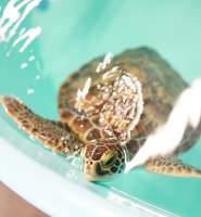 NEST seaturtle roanoke island aquarium