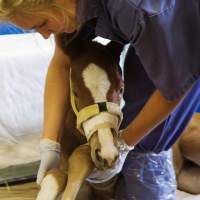 Young foal receives care at Rood and Riddle Equine Hospital