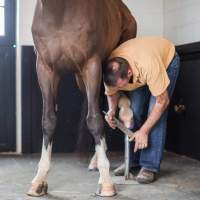A farrier shoeing a horse's foot.