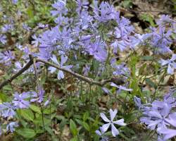 Blue Phlox Flowers