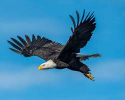 Eagle Blog Header