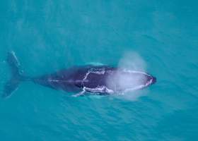 Humpback Whale