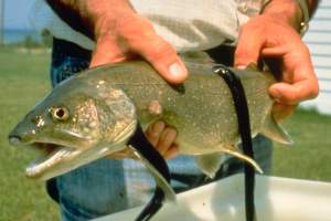 Live Sea Lamprey